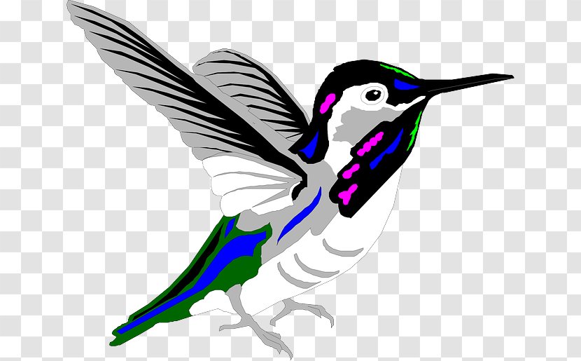 Hummingbird Animation Violetear - Fauna - Humming Bird Transparent PNG