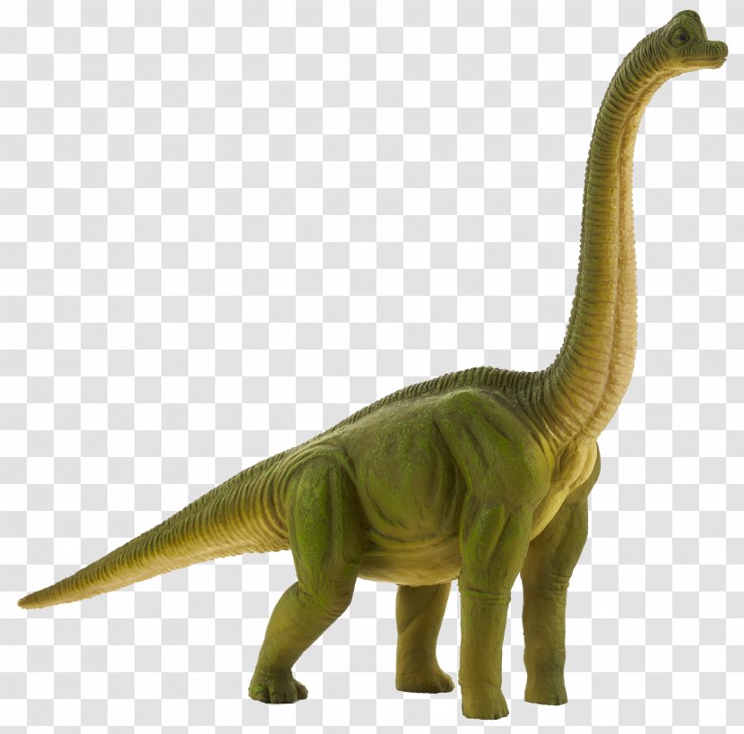 Tyrannosaurus Brachiosaurus Diplodocus Apatosaurus Dinosaur Transparent PNG