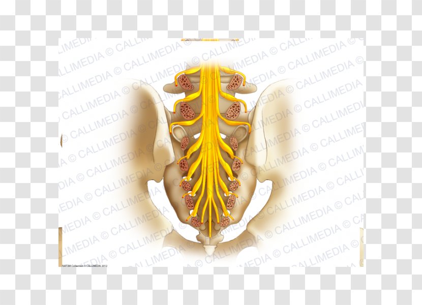 Sacrum Sacral Nerves Coccyx Plexus - Pelvis Transparent PNG