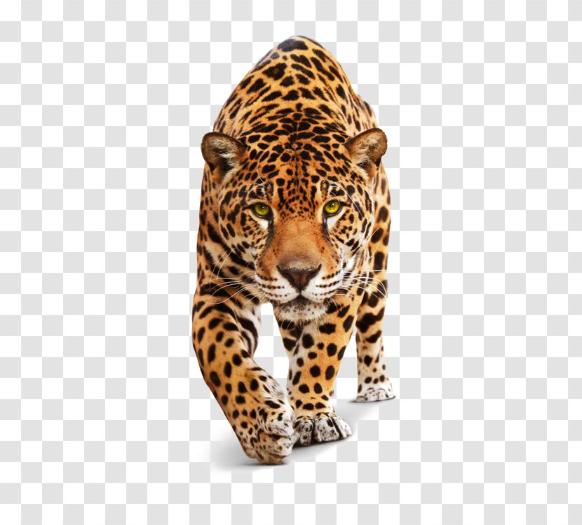 Jaguar Black Panther Felidae Lion Tiger - Carnivoran - Leopard Transparent PNG