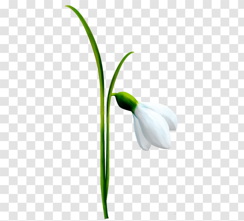 Snowdrop Flower Clip Art Transparent PNG