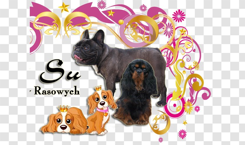 Cavalier King Charles Spaniel French Bulldog Puppy Transparent PNG