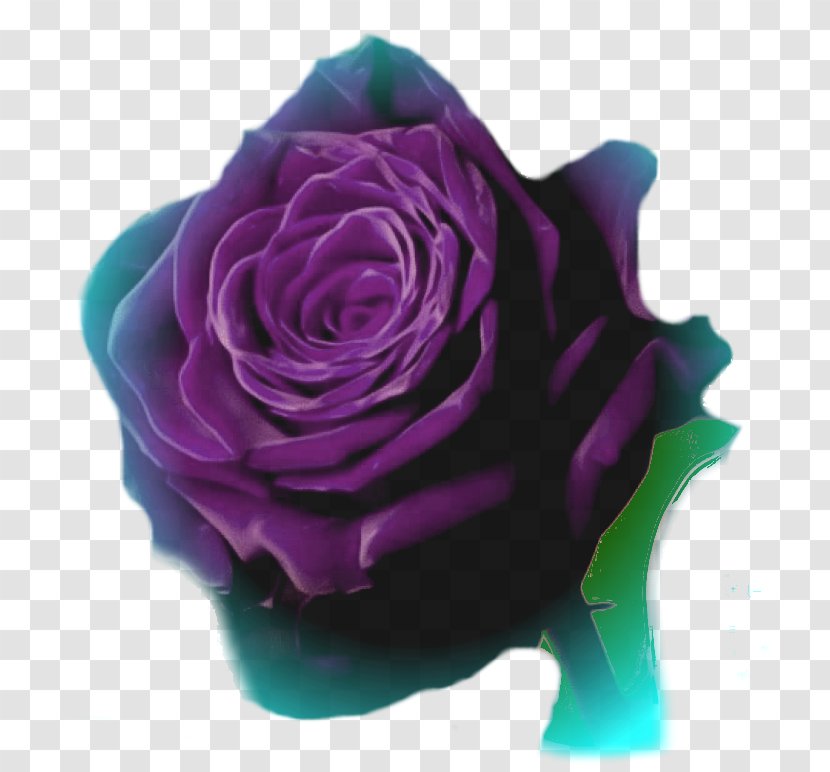 Garden Roses Animation Photography Cabbage Rose Transparent PNG