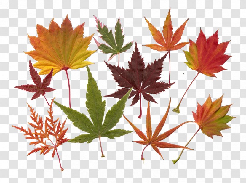 Maple Leaf Acer Japonicum Japanese Red - Pine Transparent PNG