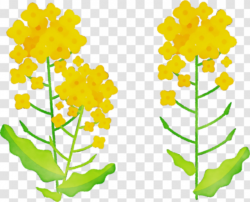 Cut Flowers Plant Stem Leaf Petal Flower Transparent PNG
