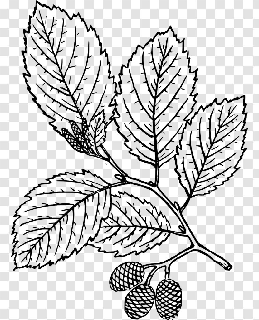Drawing Red Alder Black - Tree - Flora Transparent PNG