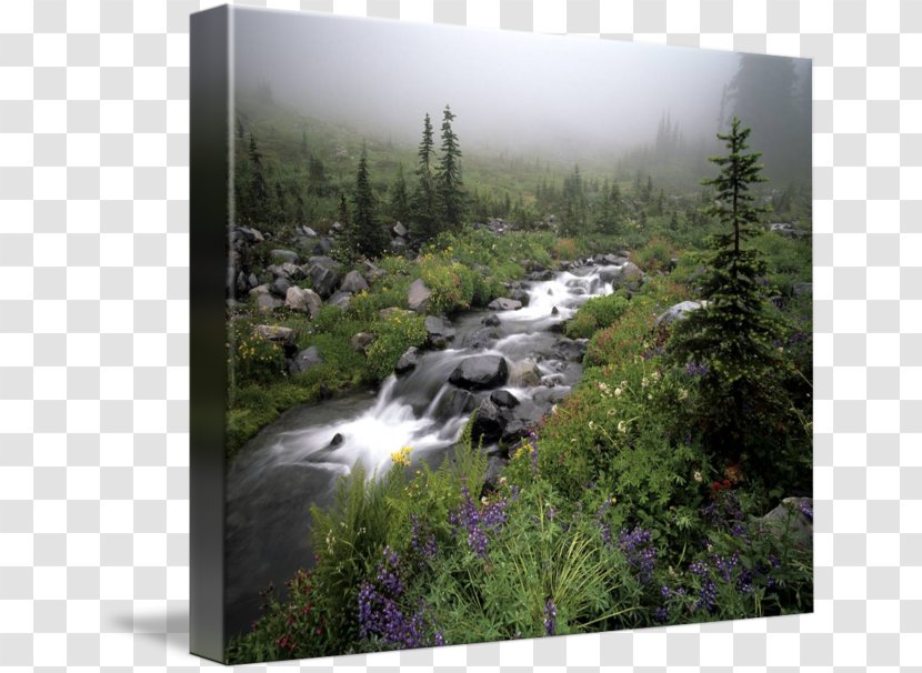 Mount Rainier Water Resources Nature Reserve Gallery Wrap Waterfall - Creek - Park Transparent PNG
