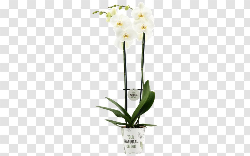 Moth Orchids Cattleya Dendrobium Cut Flowers Flowerpot - Plant Stem - Flower Transparent PNG