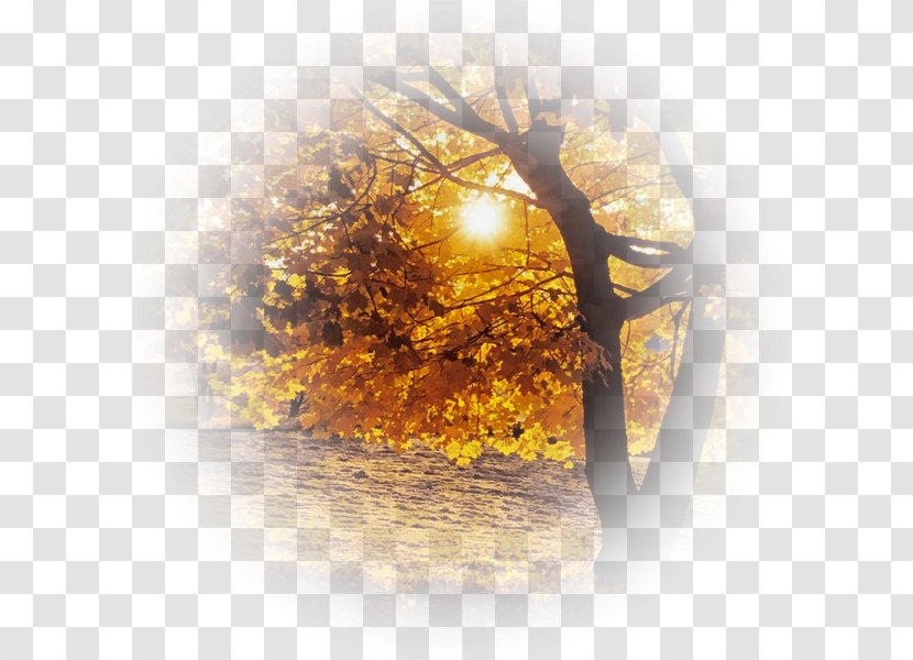 Tree Of Life - Still Photography Plant Transparent PNG