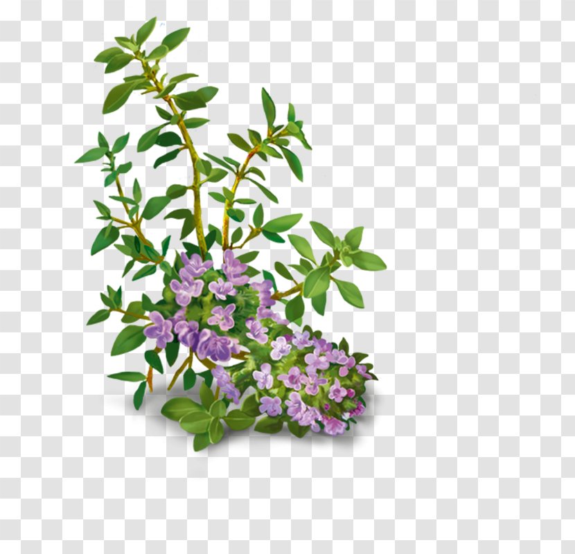 Yogi Tea Liquorice Sweet Fennel - Flower - Loose Transparent PNG