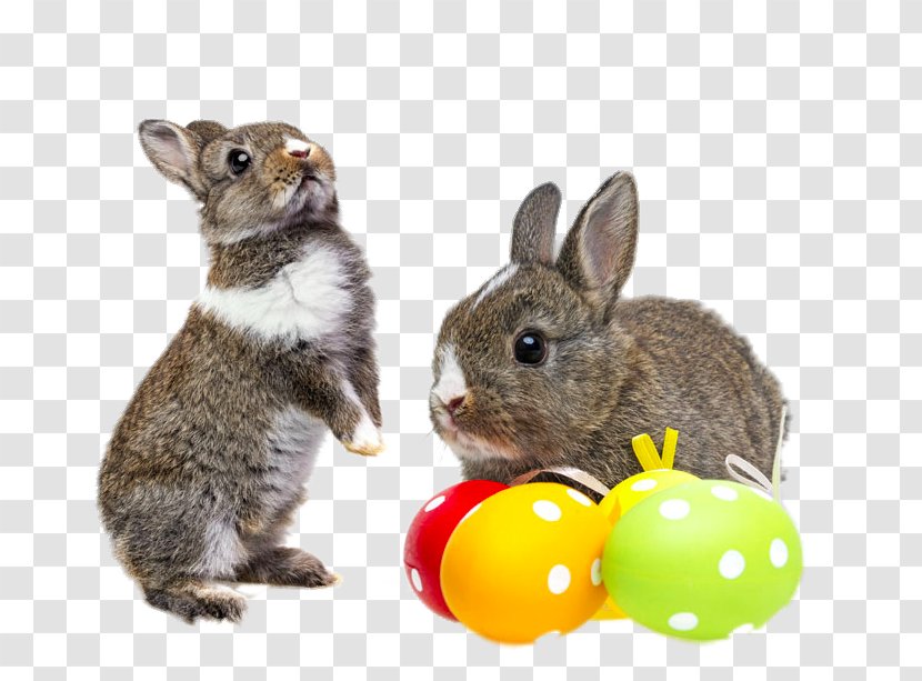 Easter Bunny Chicken Rabbit Egg - Playing Transparent PNG