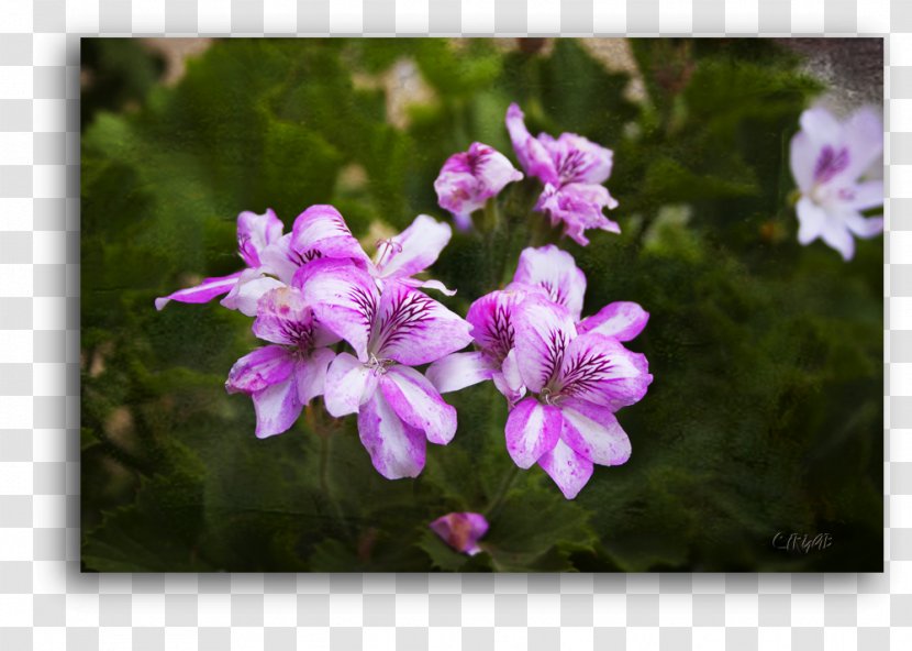 Crane's-bill Violet Annual Plant Vervain Herbaceous - Geraniales Transparent PNG