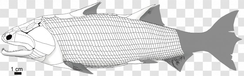 Lungfish Guiyu Oneiros Psarolepis Evolution Of Fish - Animal Figure Transparent PNG