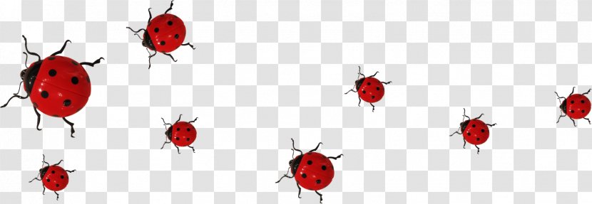 Ladybird Beetle .de Transparent PNG