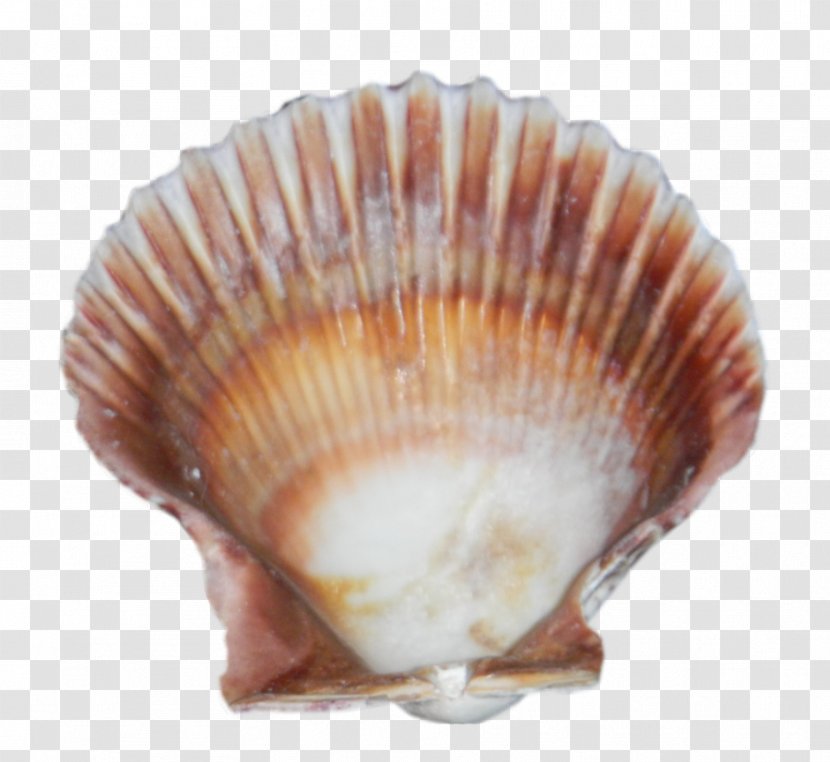 Cockle Seashell Clip Art - Conchology - Free Download Images Transparent PNG