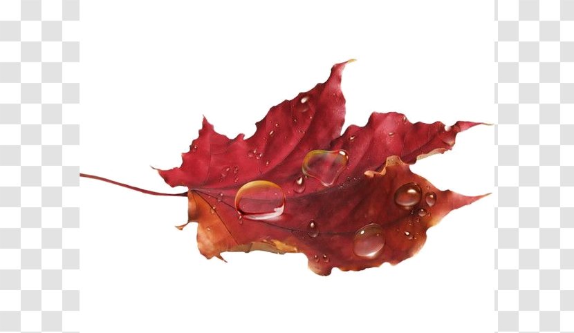 Autumn Clip Art Leaf Image Transparent PNG