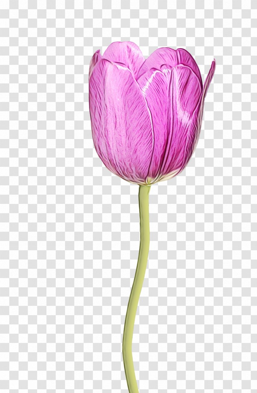 Flower Tulip Petal Purple Plant - Wet Ink - Stem Flowering Transparent PNG