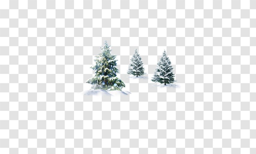 Pine Spruce Fir Cedar - Three Trees In Winter Transparent PNG