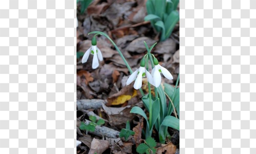 Snowdrop Wildflower - Spring - Peruvian Lily Transparent PNG