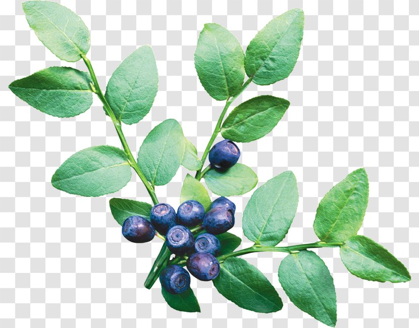 Blueberry Bilberry Clip Art - Aristotelia Chilensis Transparent PNG