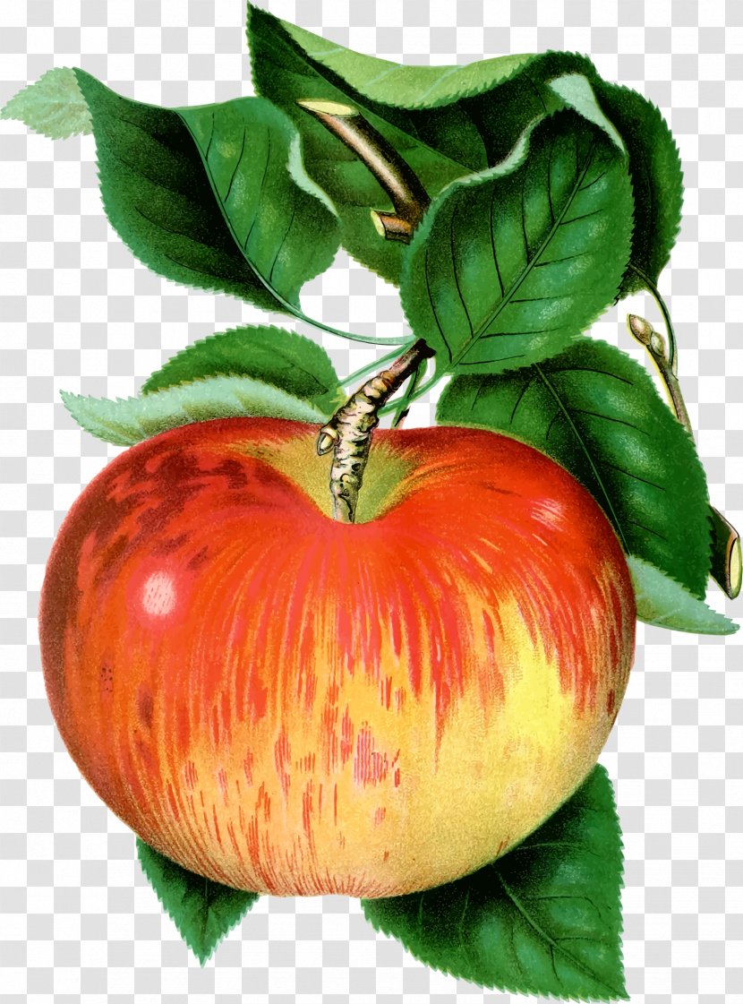 Botany Cover Art Poster Drawing Plakat Naukowy - Heart - Apple Fruit Transparent PNG