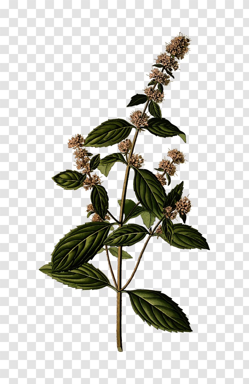 Peppermint Mentha Spicata Herb Mints Water Mint - Herbalism - Plant Transparent PNG