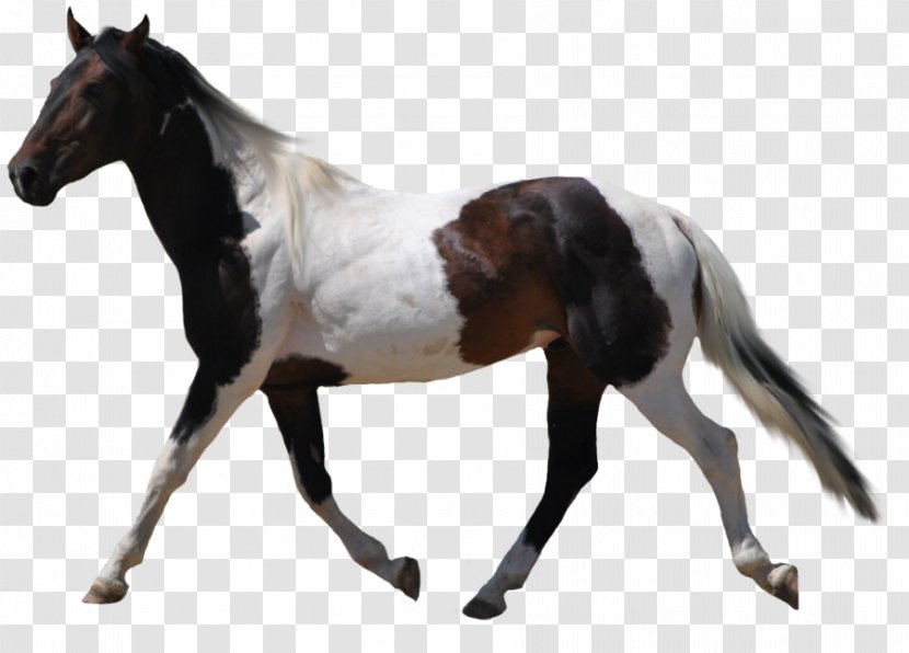 American Paint Horse Wallpaper - Tack - Image Transparent PNG