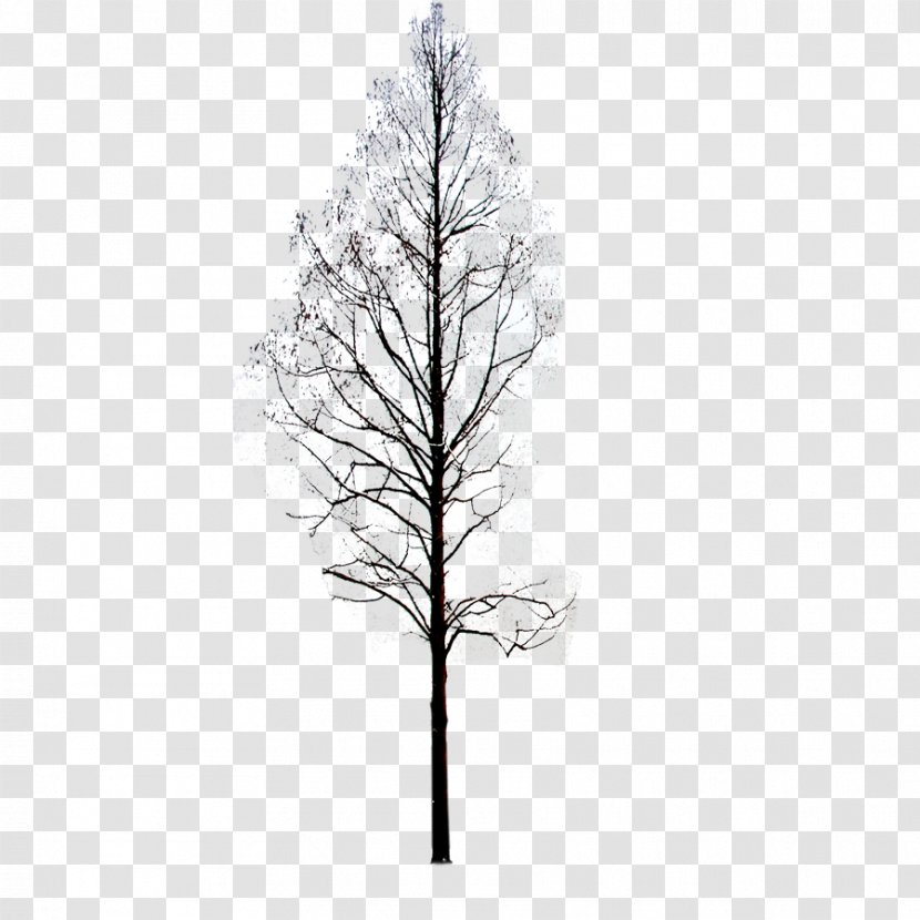 Twig Pine Black And White Symmetry Pattern - Winter Trees Transparent PNG