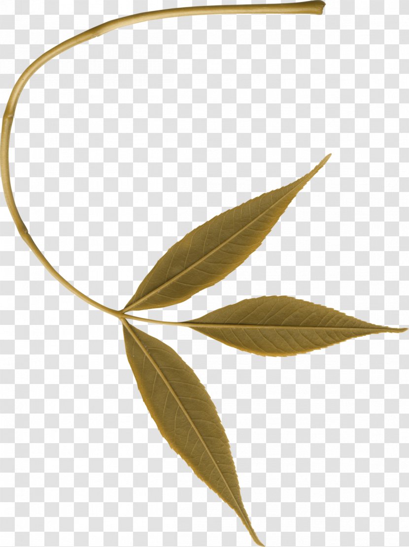 Leaf Branch Tree Twig - Plant Stem Transparent PNG