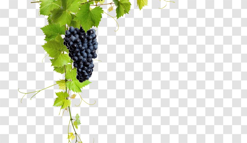 Common Grape Vine Wine Leaves Raisin - Fruit Transparent PNG