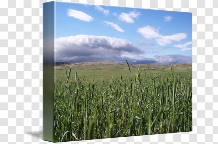 Gallery Wrap Grasses Cereal Grassland Crop - Agriculture - Landscape Field Transparent PNG
