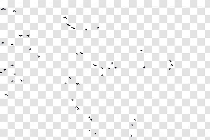 Bird Flight Goose Flock - Text Transparent PNG