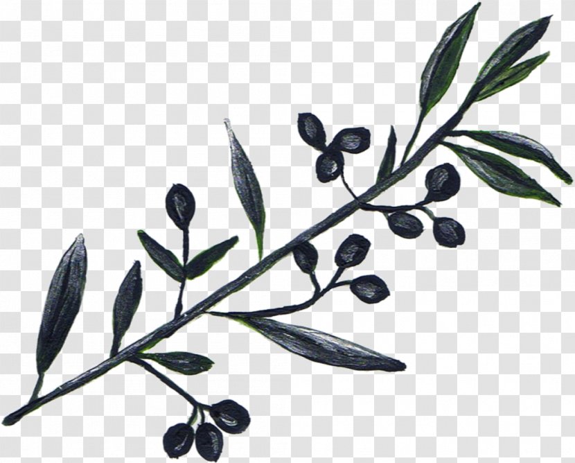 Olive Oil Tree Branch - Fruit Transparent PNG