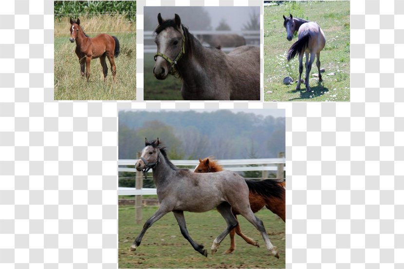 Mare Foal Stallion Mustang Farm - Pasture Transparent PNG