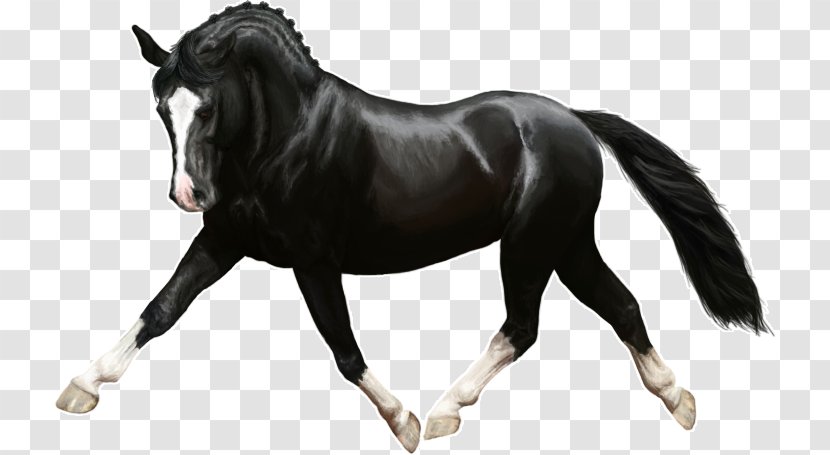 Mane Pony Rein Mustang Stallion - Horse Transparent PNG