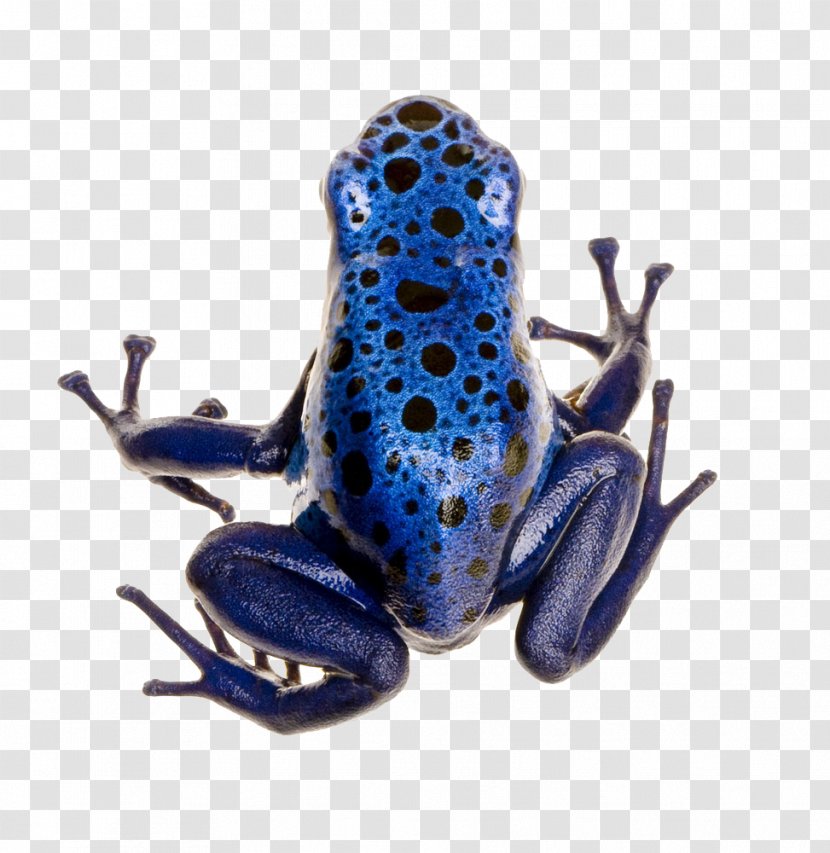 Green And Black Poison Dart Frog Adelphobates Galactonotus Strawberry Poison-dart Yellow-banded - Electric Blue Transparent PNG
