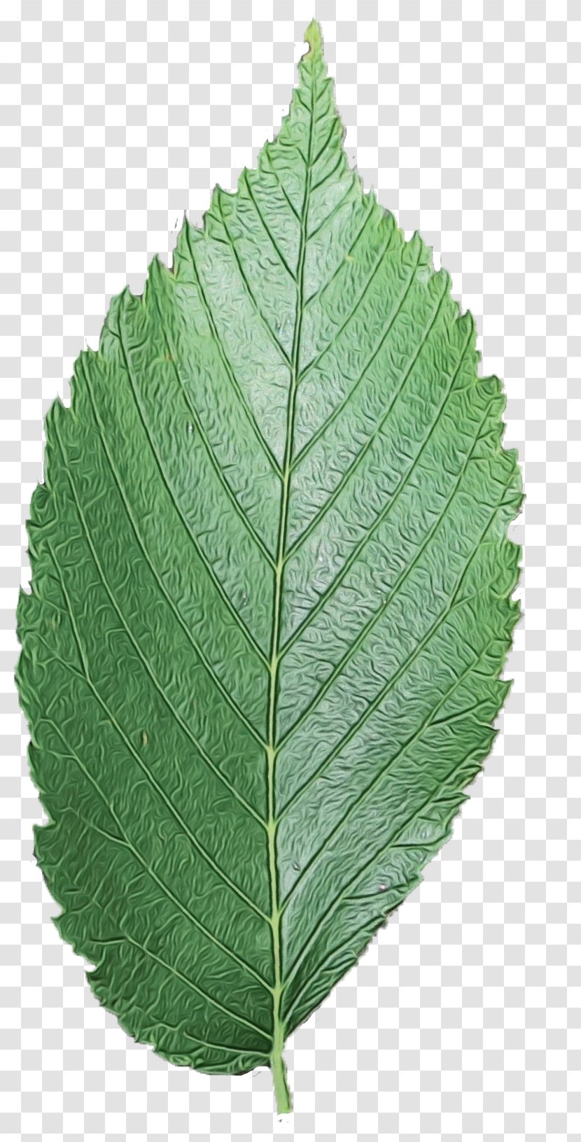 Leaf Grey Alder Plant Flower Slippery Elm - Sweet Birch Woody Transparent PNG