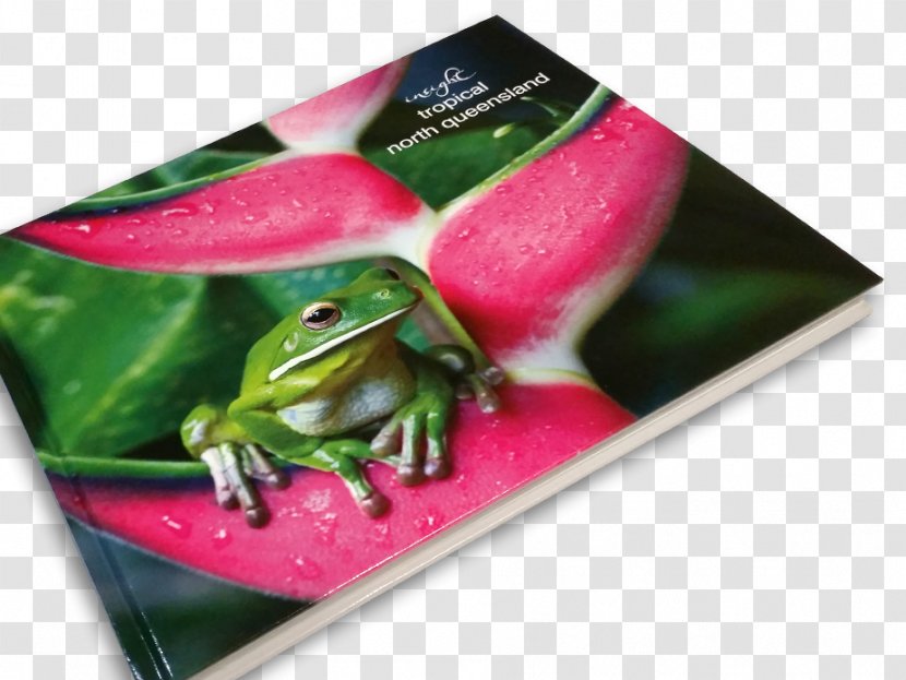 Tree Frog Calendar Transparent PNG