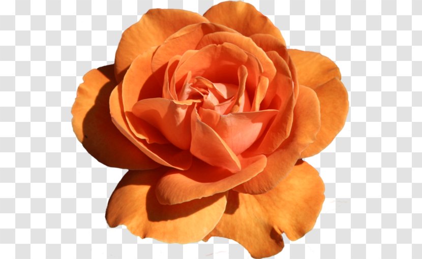 Flower Garden Roses Clip Art - Rose Order - Brick Red Close-up Transparent PNG