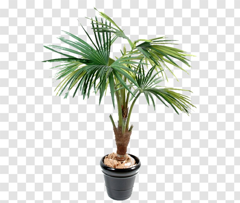 Arecaceae Date Palms Dates Tree Trunk - Chamaerops - Gym Clipart Transparent PNG
