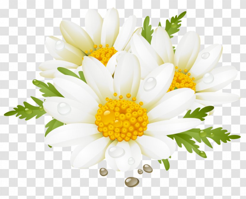 Flower Desktop Wallpaper Clip Art - Common Daisy - Colored Flowers Transparent PNG