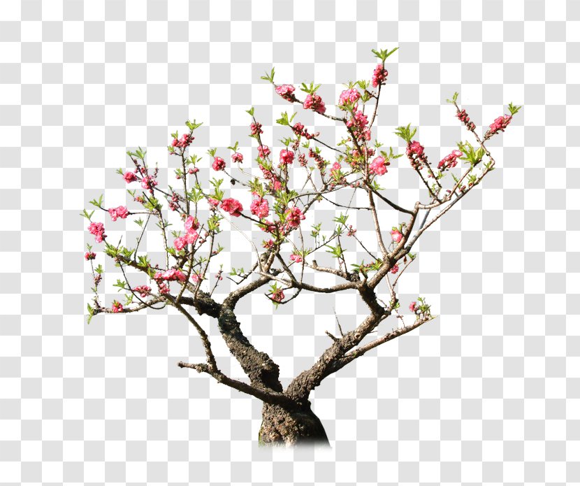 Peach Tree Rock Garden Download - Flower Transparent PNG