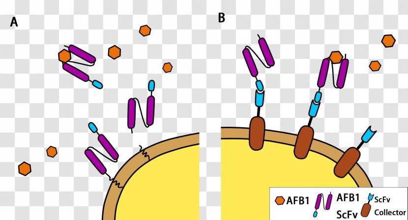 Aflatoxin Cell Toxicity Poison - Toxin - Diagram Transparent PNG