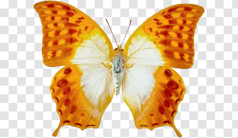 Butterfly Clip Art - Moth Transparent PNG