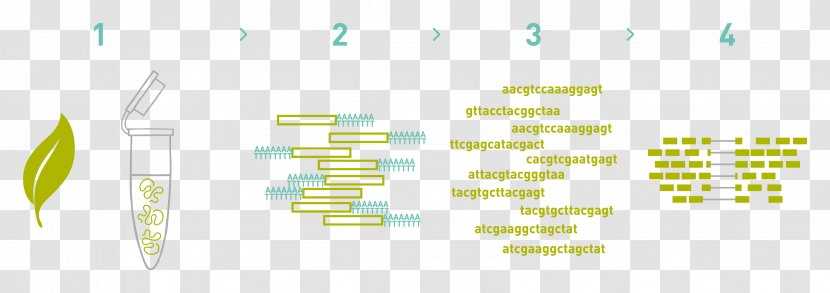 Graphic Design Paper Product Brand - Heatmap Rna-seq Transparent PNG