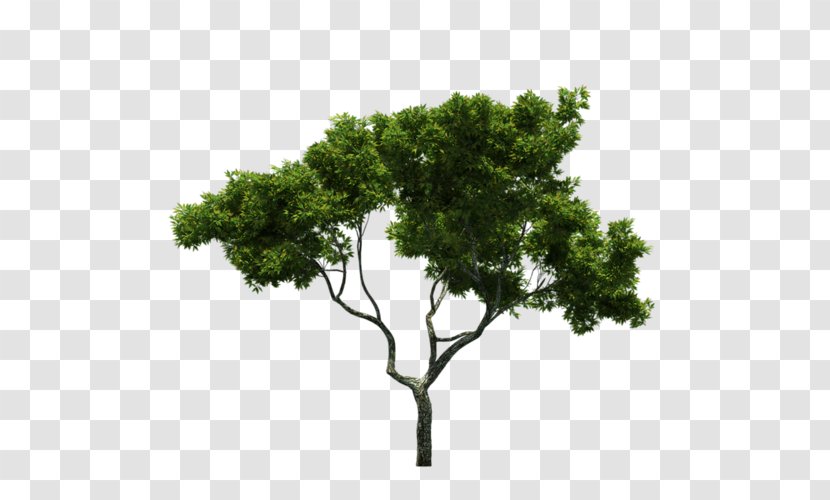 Tree Landscape Trunk Green - Natural Transparent PNG