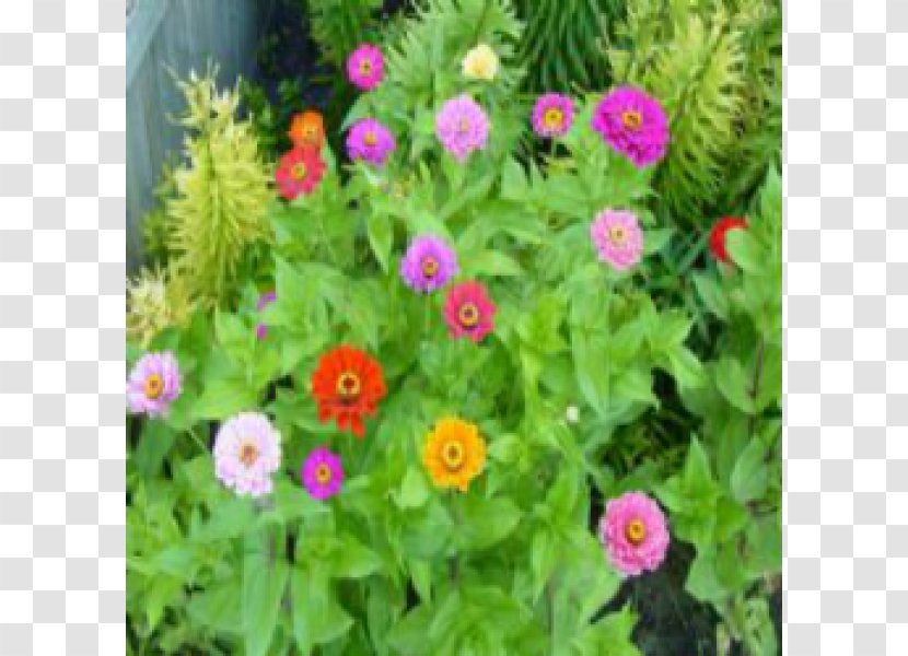 Crane's-bill Garden Zinnia Annual Plant Groundcover - Petal - Elegans Transparent PNG