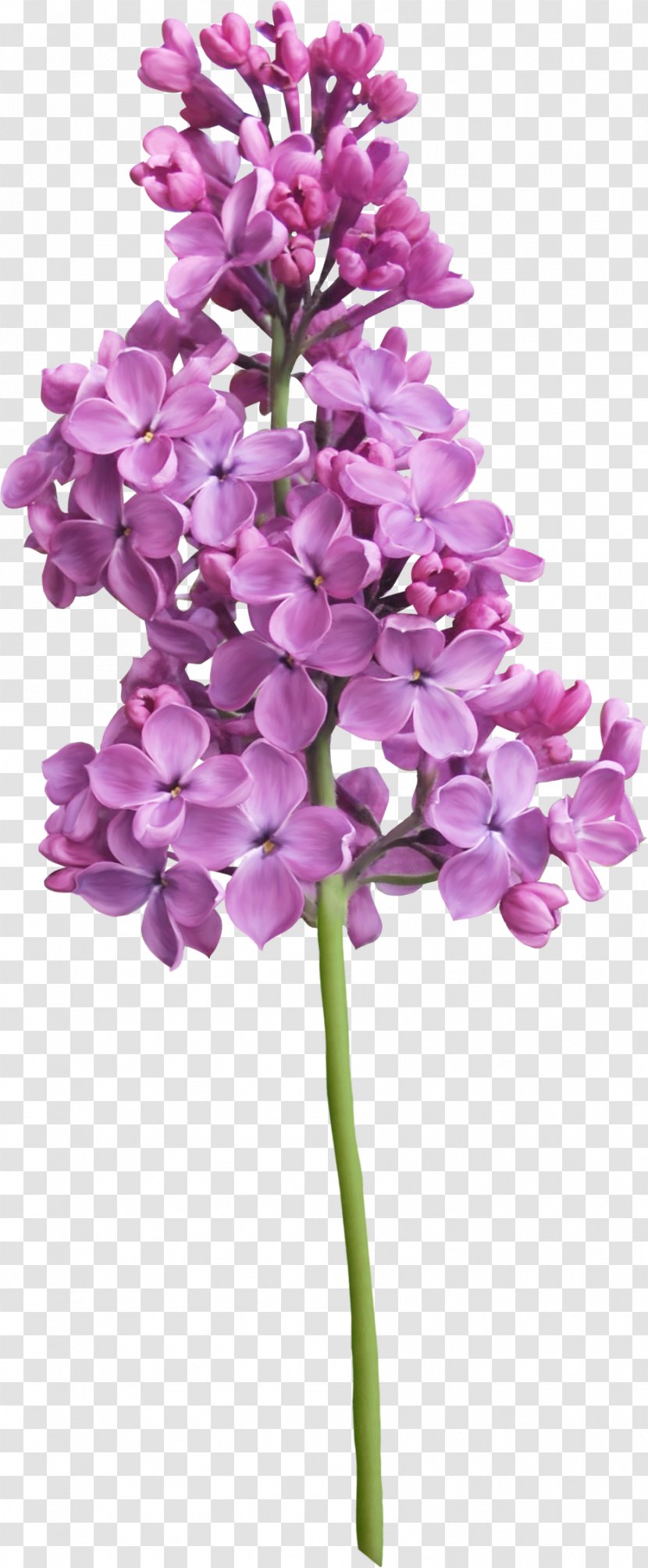 Purple Lilac Flower - Plant Transparent PNG