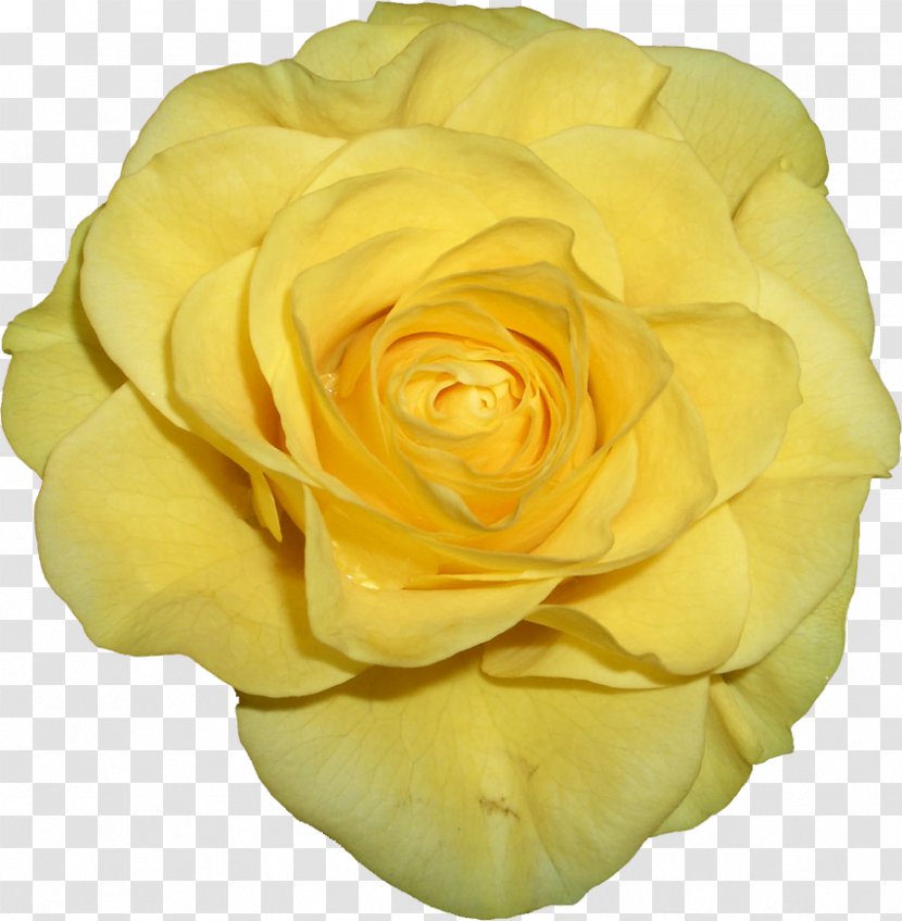 Garden Roses Cabbage Rose Floribunda - Cut Flowers - Yellow Transparent PNG