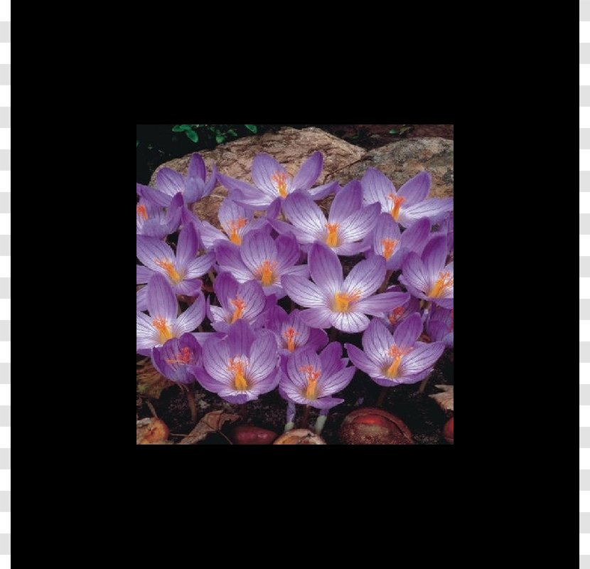 Bieberstein's Crocus Bulb Blossom Autumn Flower Transparent PNG